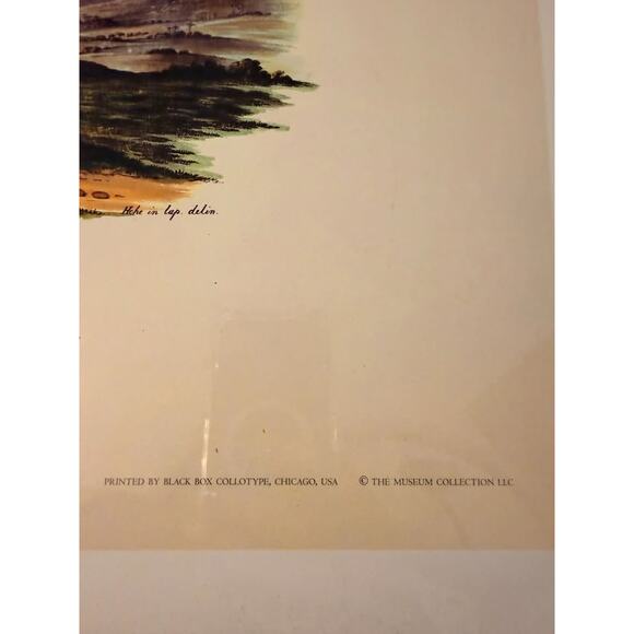 Attalea Compta & Prickly Ita (Mauritia Armata) Palm Trees Collotype Print Poster - Picture 5 of 5